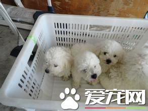 买宠物狗去哪个网站比较好 事先做好充足准备