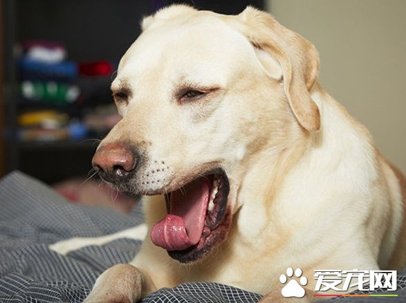 小狗咳嗽吃什么药好 根据症状去吃药