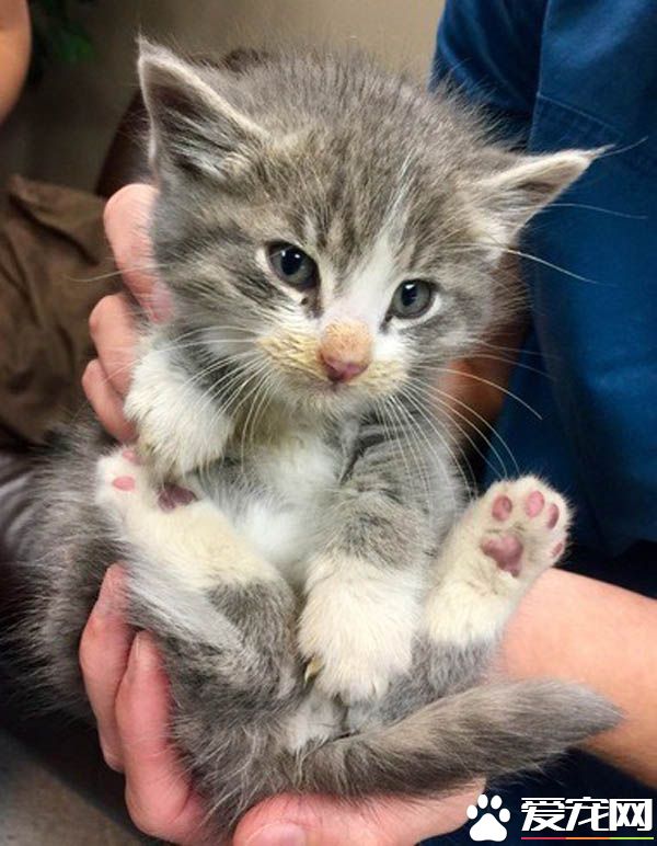 灌木丛大火两只小猫受困 摄影师冲进火堆救了小兄妹的命