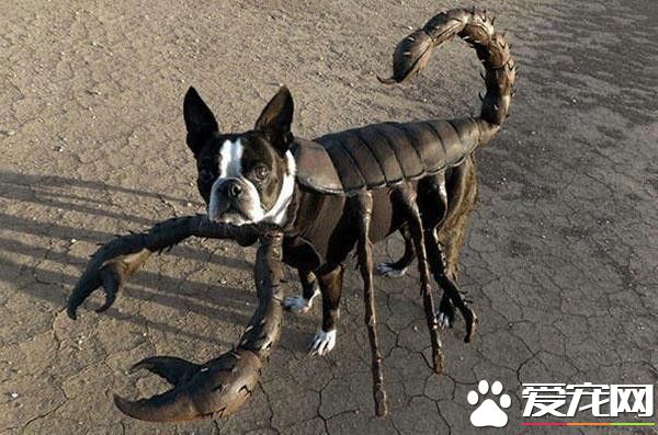 闹市惊现某男子手牵一条三头狗 犹如地狱三头犬