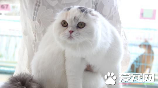 CFA国际纯种猫大赛重庆站 参赛品种达30多种