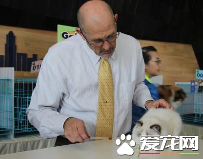 CFA国际纯种猫大赛重庆站 参赛品种达30多种