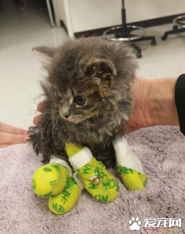 灌木丛大火两只小猫受困 摄影师冲进火堆救了小兄妹的命