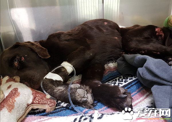 奇迹！拉布拉多走失困井底 靠雪水活27天