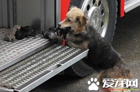 温州男子冲进火海为救宠物狗 不幸身亡