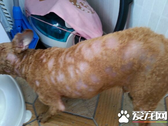 狗皮肤病会死吗 什么是狗狗的皮肤病