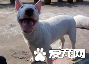 最凶的狗是什么狗 并不仅仅是藏獒哦