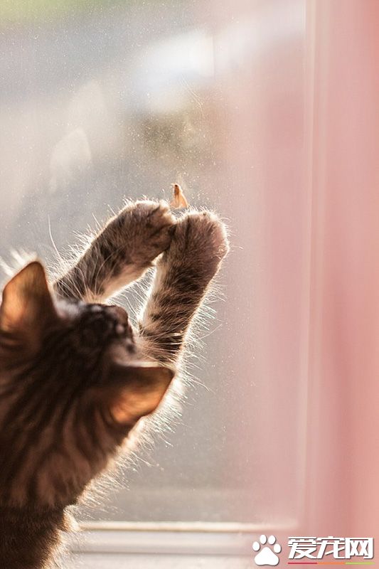 捕捉小虫子，打发无聊时光