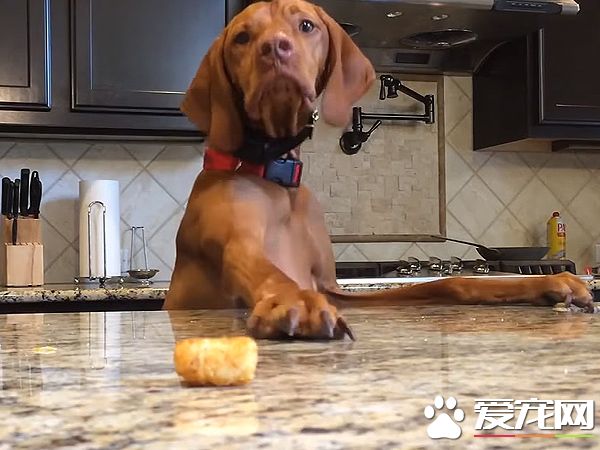 吃不到薯块的狗狗 一连串动作超级搞笑