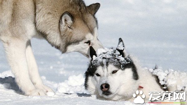 南极大冒险是什么狗 八只不同性格的狗狗