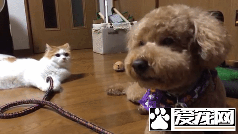 狗狗剪毛换新造型 猫咪朋友竟然不认得