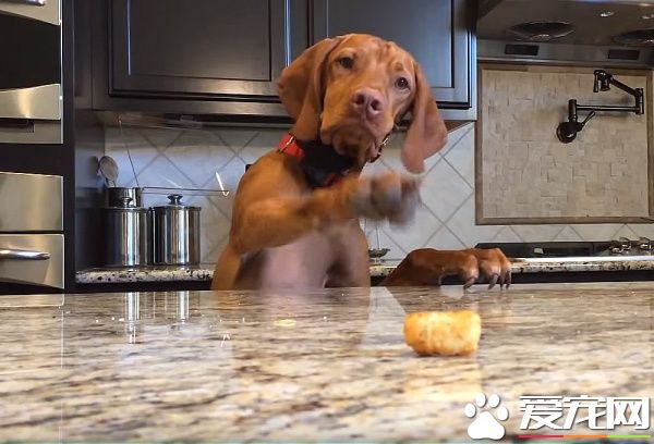 吃不到薯块的狗狗 一连串动作超级搞笑