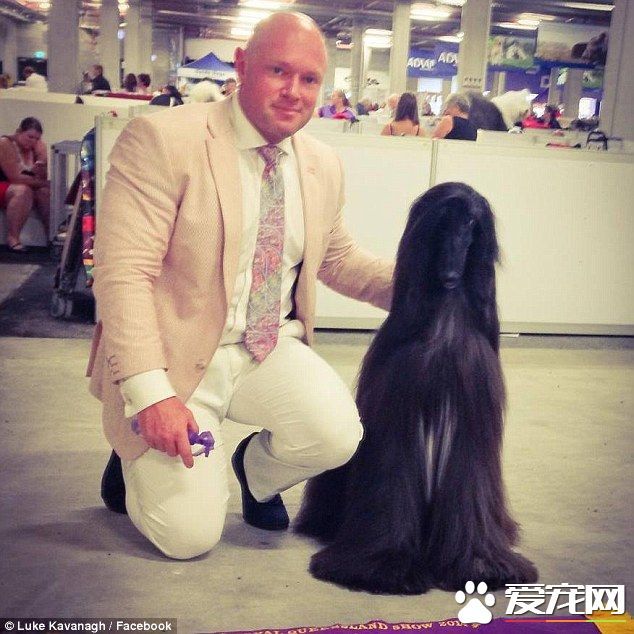 高冷“女王”狗一夜爆红 长长的毛发仪态万千