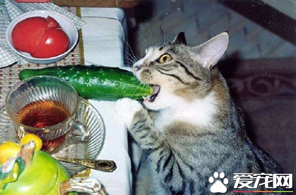 都说猫咪怕黄瓜，朕就不信这个邪