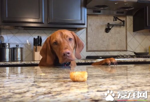 吃不到薯块的狗狗 一连串动作超级搞笑