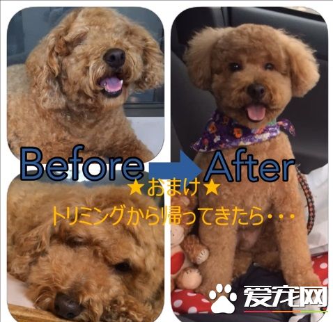 狗狗剪毛换新造型 猫咪朋友竟然不认得