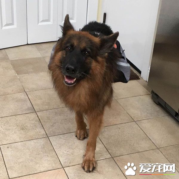 男子声称不想养宠物 现在竟然一口一口喂爱犬吃饭