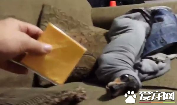 腊肠犬把自己塞到袖子里 当它看到起司就立刻后悔