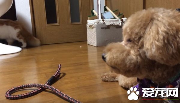 狗狗剪毛换新造型 猫咪朋友竟然不认得