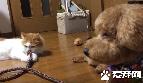 狗狗剪毛换新造型 猫咪朋友竟然不认得