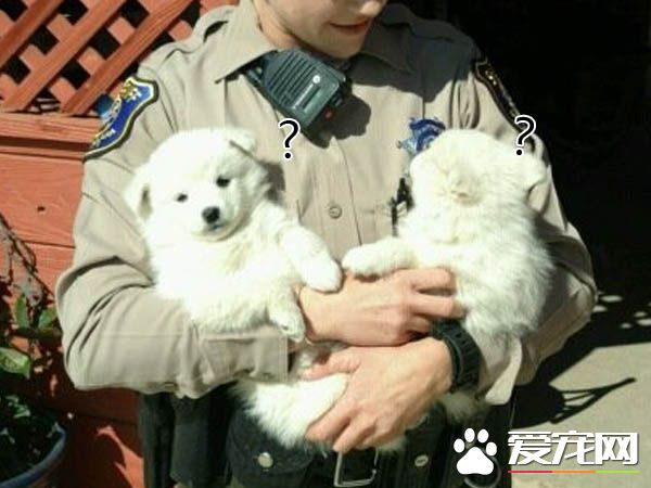 警方接获民宅警报 到现场两名嫌犯竟一脸呆萌