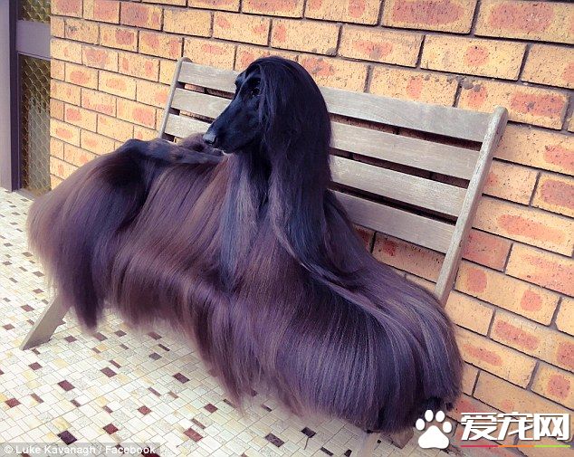 高冷“女王”狗一夜爆红 长长的毛发仪态万千