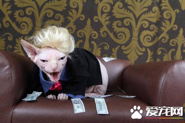 拿着这些钱，去把小鱼干给劳资买回来