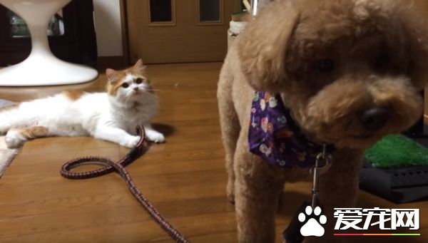 狗狗剪毛换新造型 猫咪朋友竟然不认得