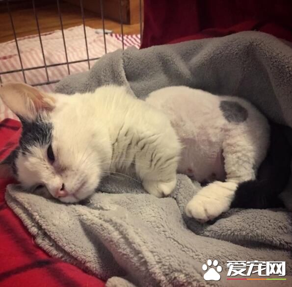 两岁全盲猫咪身型如二个月小猫 依旧乐观积极生活