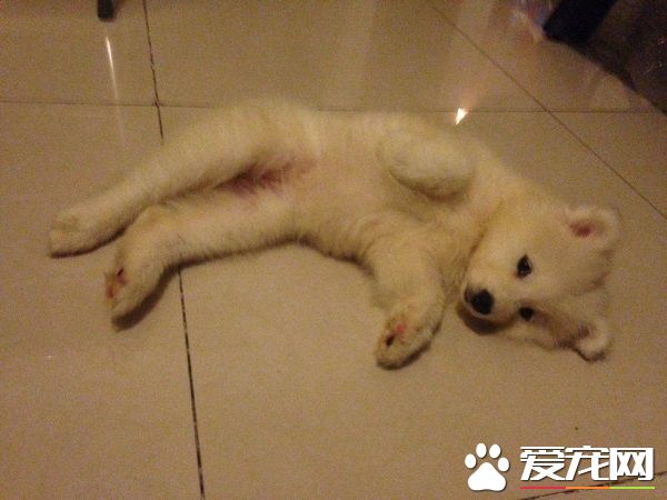 狗狗吐黄水怎么回事 积极观察狗狗的变化