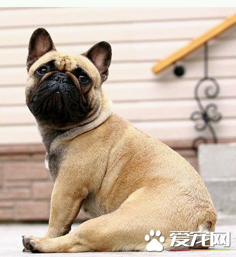 被狗狗咬了注意什么 被咬伤后马上去冲洗伤口