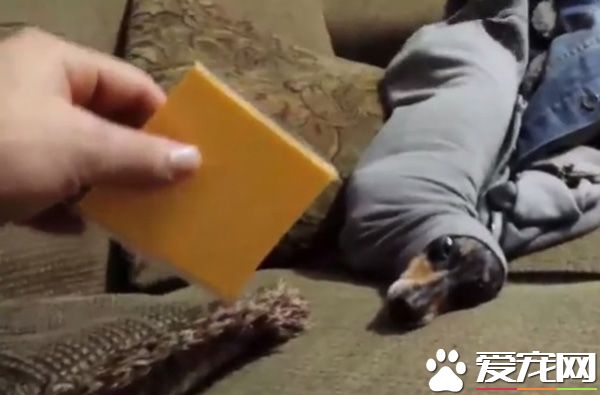 腊肠犬把自己塞到袖子里 当它看到起司就立刻后悔