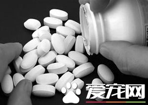 人吃的钙片狗能吃吗 几种给狗狗吃的补钙食物