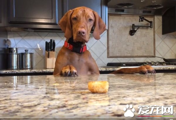 吃不到薯块的狗狗 一连串动作超级搞笑