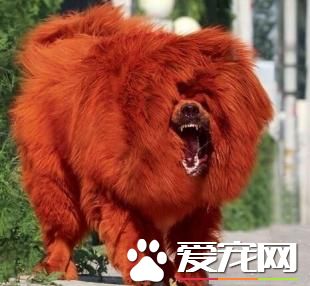 世界上最好的狗是什么狗 适合个人饲养吗