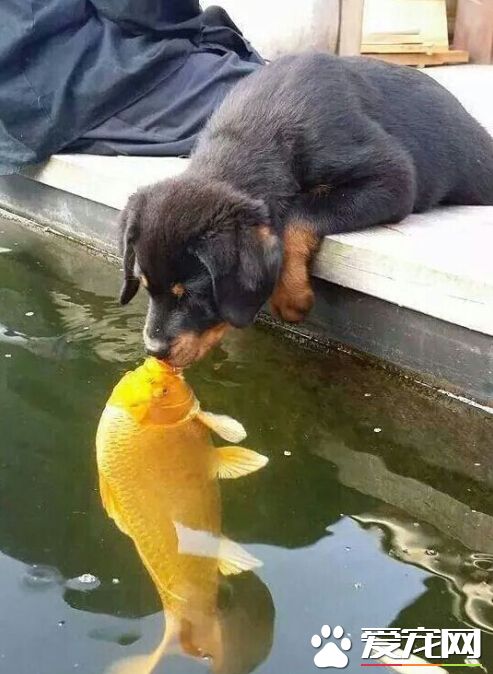 狗狗和鱼相爱，一定是一场意外~