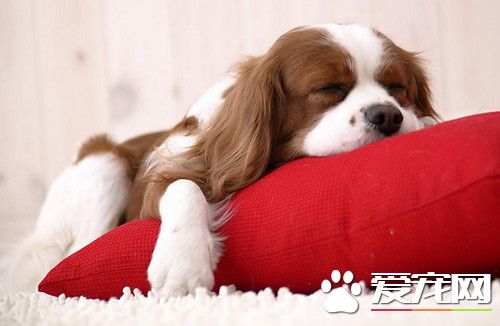 狗狗吐黄水怎么回事 先帮助狗狗止吐然后送医院