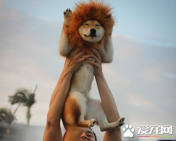 狮子王我当定了！