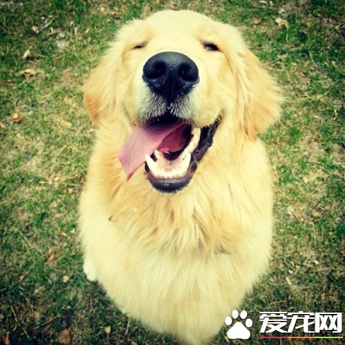 金毛狗狗怎么训练 简单有效的训练方式