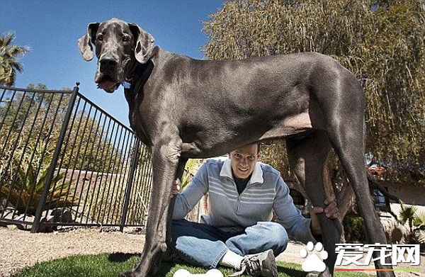 最高的狗是什么狗 这种狗的身高是多少