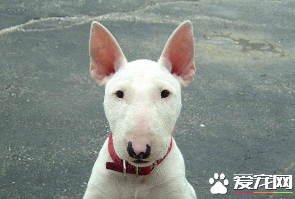 贱狗是什么狗 呆萌可爱的讨喜小狗狗