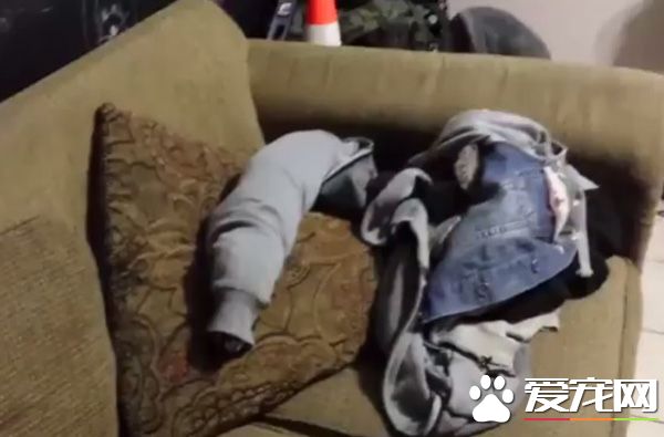 腊肠犬把自己塞到袖子里 当它看到起司就立刻后悔