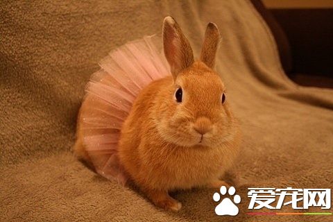 看看我的新裙子怎么样？