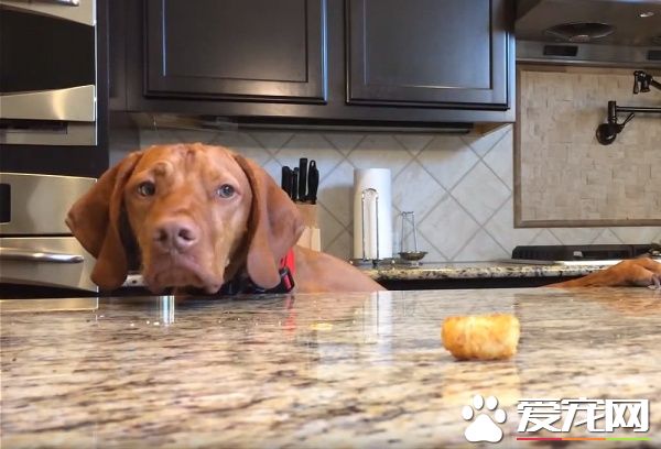 吃不到薯块的狗狗 一连串动作超级搞笑