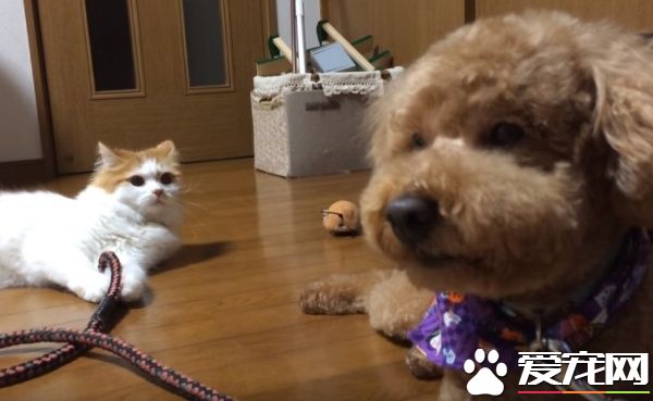 狗狗剪毛换新造型 猫咪朋友竟然不认得