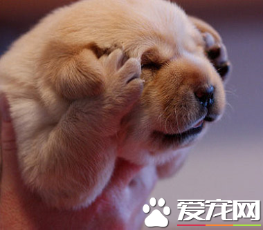 狗狗多大做绝育好 绝育的费用大概在多少