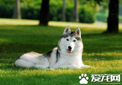 狗狗做结扎多少钱 手术之后宠物会发胖吗