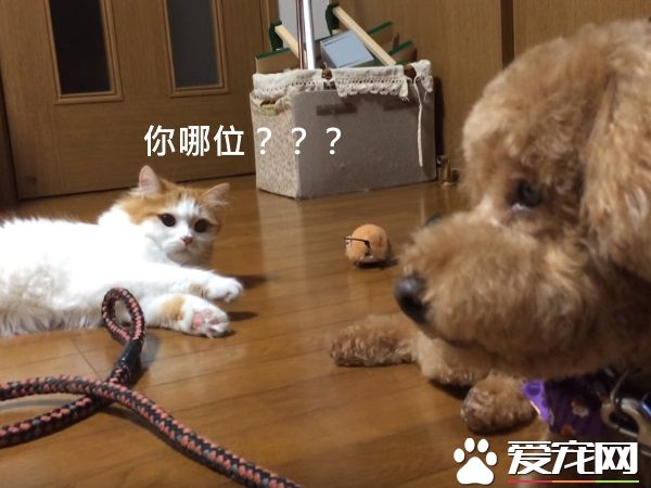 狗狗剪毛换新造型 猫咪朋友竟然不认得