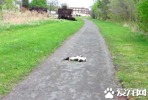 女子出门散步遇到亲人猫 路倒讨摸摸样超萌