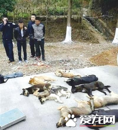 用毒将狗致死后出售 警方抓获生产销售毒狗团伙